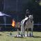2014-06-22-gymkhana_031